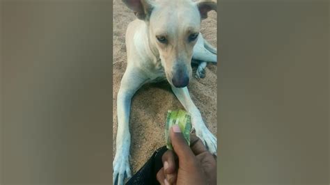 My Dog Give ₹20 What Reaction Shorts Dog Pet Youtube