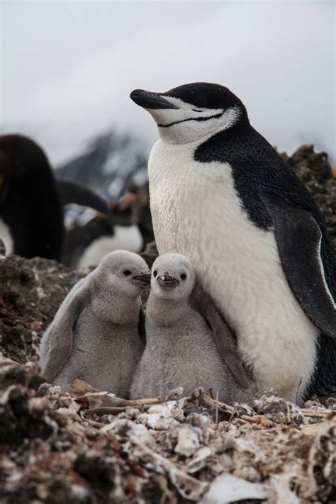 How Planet Earth Ii Filmed Penguins On Zavodovski Island Business