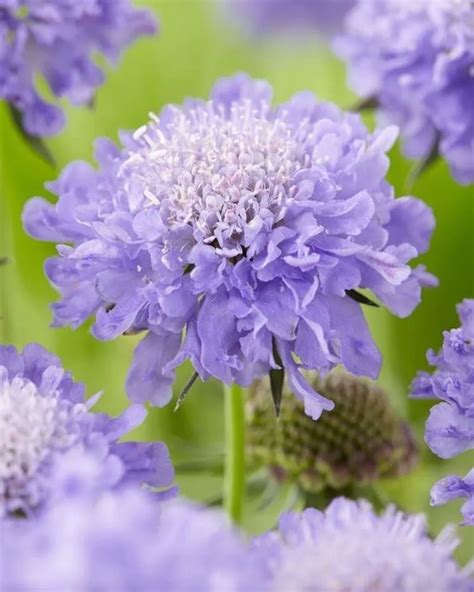 Small Scabious Plant Care And Growing Basics Water Light Soil