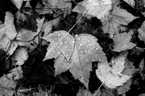 A Rainy Day In Fall Photograph By Brayden Bise Fine Art America
