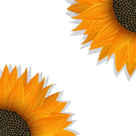 Sunflowers Photo Illustrations Royalty Free Vector Graphics And Clip Art