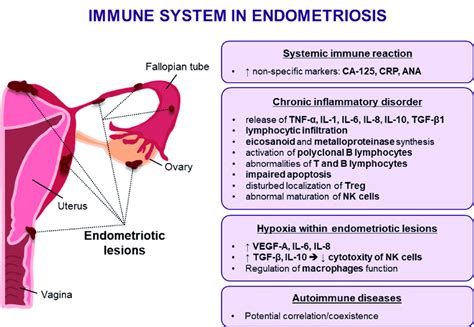 Dysregulation Of The Immune Response In Endometriosis ↑ − Increased