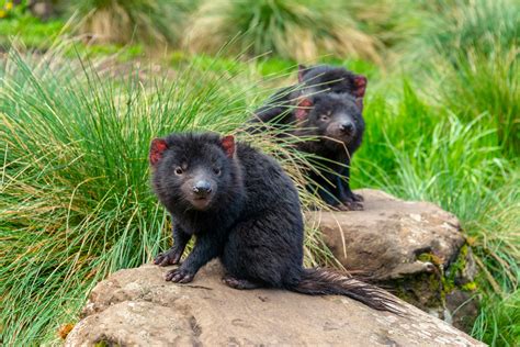 Tasmanian Devil Parks And Wildlife Service Tasmania