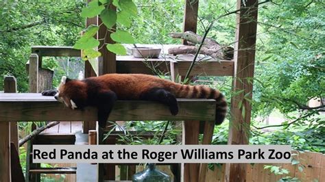 Red Panda At The Roger Williams Park Zoo Youtube