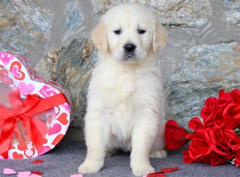 This english cream golden retriever puppy is very friendly and just loves to be around people! English Cream Golden Retriever Puppies for Sale | Puppy ...