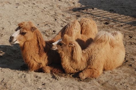 It is brown with short fur and long, thin legs. File:Bactrian Camel Tennoji.jpg - Wikimedia Commons