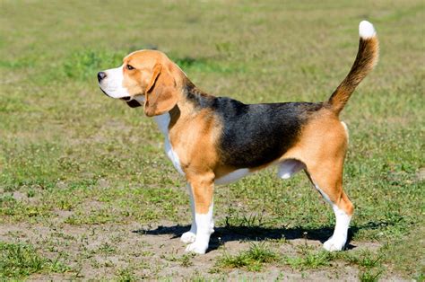 Beagle Dog Breed - The Profound Hound - Woofazine