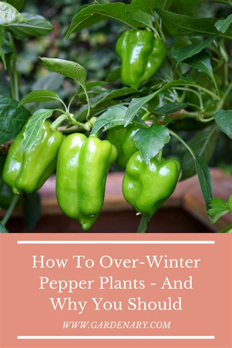 How To Over Winter Peppers And Why You Should