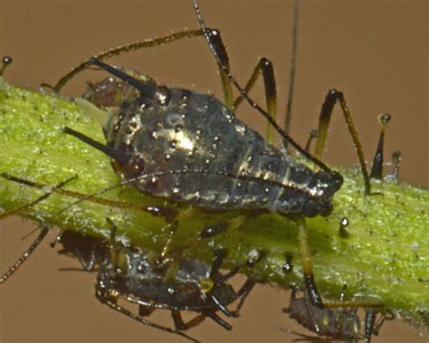 http://influentialpoints.com/Gallery/Uroleucon_pilosellae_Mouse_ear_hawkweed_aphid.htm
