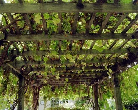 Best Climbing Plants For Pergolas And Trellises 12 Grape Arbor