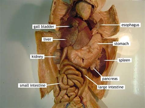 The abdominal cavity is a large cavity found in the torso of mammals between the thoracic cavity, which it is separated from by the thoracic diaphragm, and the pelvic cavity. 5 Reasons I Don't Like Veganism | Cat anatomy, Dog anatomy ...