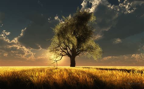 Tree Full Hd Wallpaper And Background Image 1920x1200 Id330377