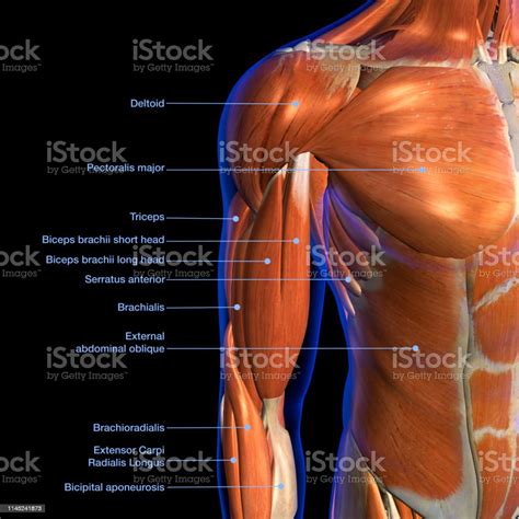 Chest Muscle Anatomy Diagram The Dominant Muscle In The Upper Chest