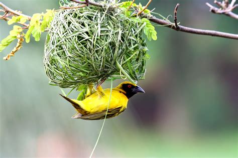 Birds Nest Pictures 2015 Birds Nest Images And Wallpapers Nesting Birds