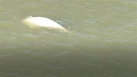 Benny The Beluga Whale Left Thames In January Bbc News