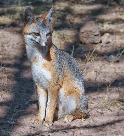 Common Gray Fox Urocyon Cinereoargenteus Sitting In The Flickr