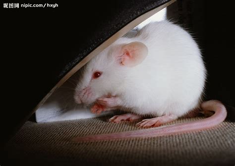 可爱的老鼠摄影图 其他生物 生物世界 摄影图库 昵图网nipic com