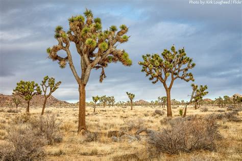 Interesting Facts About Joshua Tree National Park Just