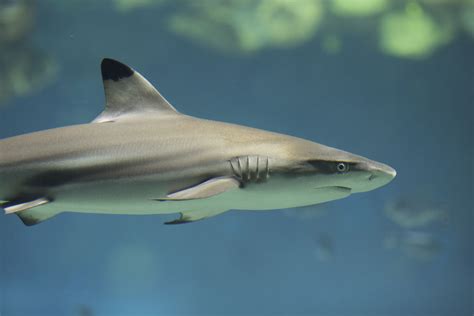 Toledo Zoo Aquarium Reef Shark Fish Pet Zoo