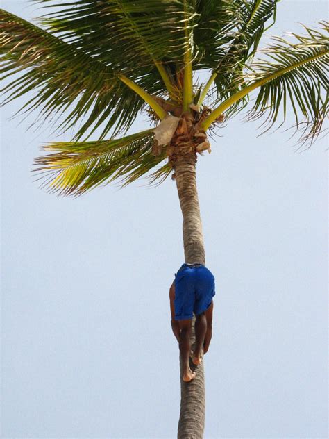 Guy Climbing Palm Tree Brandon Titus Flickr