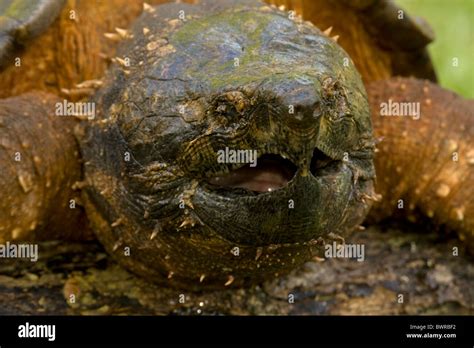 Worlds Largest Freshwater Turtle