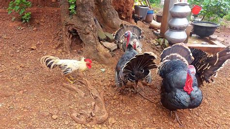 Turkey Vs Rooster 🐓 3turkey Birds Attack The 1 Rooster Bird Lover🐦