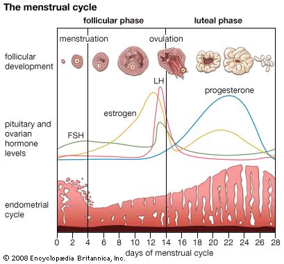 What Are The Main Phases In The Menstrual Cycle Socratic