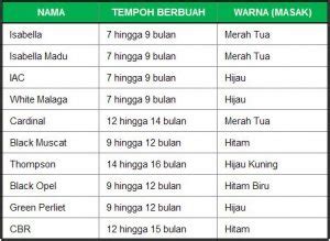 Terdapat dua varietas yang sudah lama dikembangkan di indonesia yaitu nanas queendan nanas. JENIS-JENIS TANAMAN ANGGUR YANG SESUAI DI MALAYSIA ...