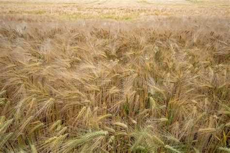 Golden Ears Of Wheat On Agriculture Cereal Field Stock Image Image Of Farm Barley