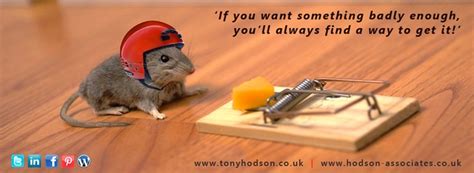 Awesome Funny Mouse Funny Rats Funny Animal Pictures