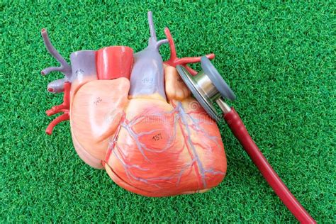Human Heart Anatomy Model Stock Photo Image Of Healthy 62123964