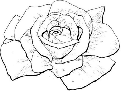 Download Bloomed Rose Drawing at GetDrawings | Free download