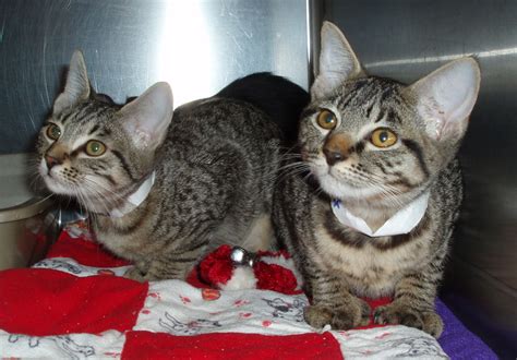 Cat And Kitten Adoption Special At Seattle Animal Shelter