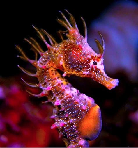 Pin By Cheri Herou On Life Under The Sea Colorful Seahorse Beautiful