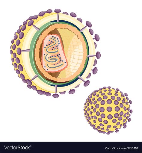 Structure Of The Aids Virus Royalty Free Vector Image