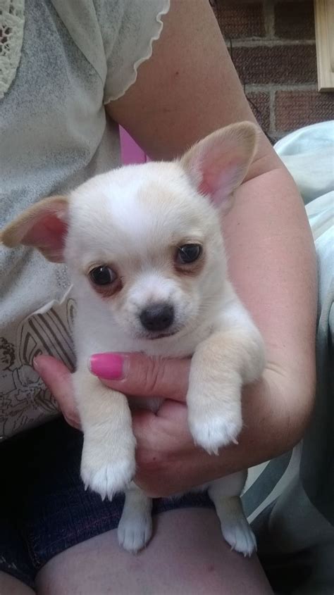 Find a chihuahua on gumtree, the #1 site for dogs & puppies for sale classifieds ads in the uk. Chihuahua puppies for sale SOLD SOLD | Lincoln ...