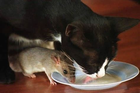 19 Unusual Photos Of Cats And Mice Being Best Friends 12 Is Pure