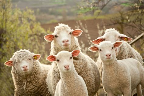 61 Hilarious Sheep Jokes For Kids Childfun