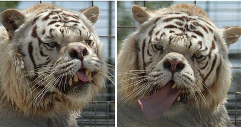 Down syndrome is a condition in which a person has an extra chromosome. Meet Kenny, The Inbred White Tiger With Down Syndrome ...