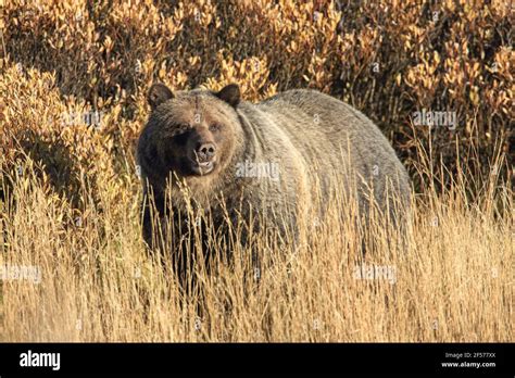 Grizzly Bear In Autumn Habitat Stock Photo Alamy
