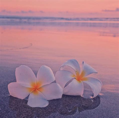 Plumeria Flower Ocean Sea Beach Sunrise Sunset Plumeria Beach