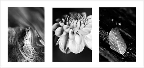 Nature Triptych By Antoinette Triptych Triptych Photography