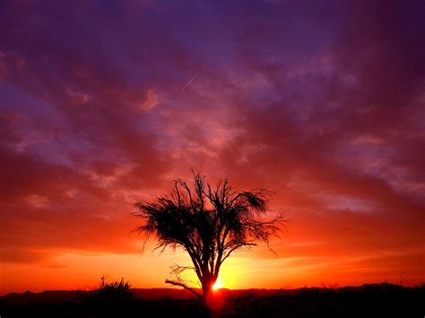 Lonely Tree In The Mohave Desert Photograph By James Welch Pixels