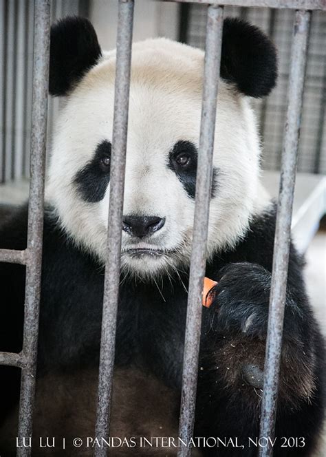 A Visit With The Pandas Of The Old Breeding Center Bfx Pandas