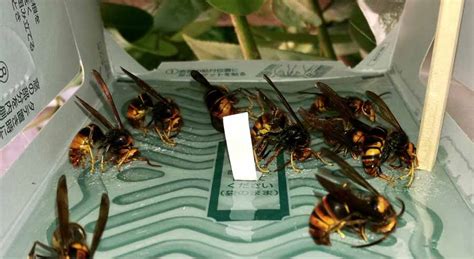 luring hornets scientists unlock sex pheromone of notorious honey bee predator