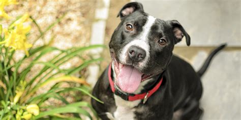 2 More States May Give Abused Pit Bulls A Fighting Chance