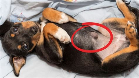 When Checking Your Dogs Belly Button Be Aware That Abnormalities Can