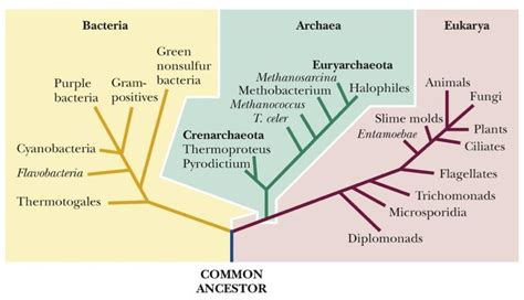 Classification Of Life The Three Domain Concept Plantlet