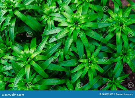Bright Greens Rural Plants In Nature Stock Image Image Of Nature
