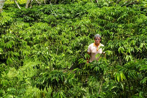 Agroforestry Grown Coffee Gives Amazon Farmers A Sustainable Alternative